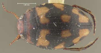 Media type: image;   Entomology 23926 Aspect: habitus dorsal view